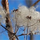 Clematis