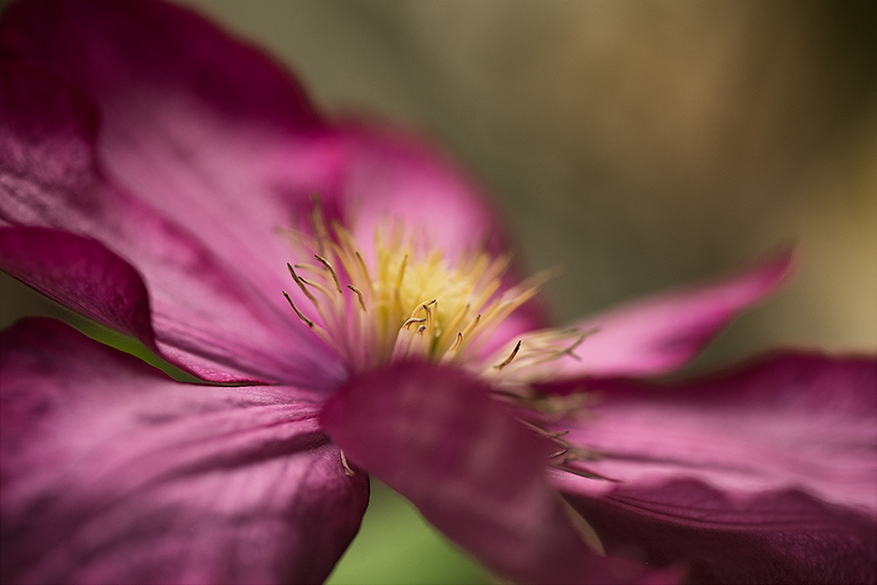 Clematis