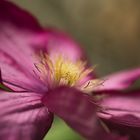 Clematis