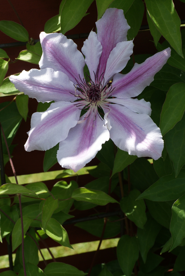 Clematis