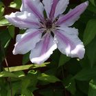 Clematis