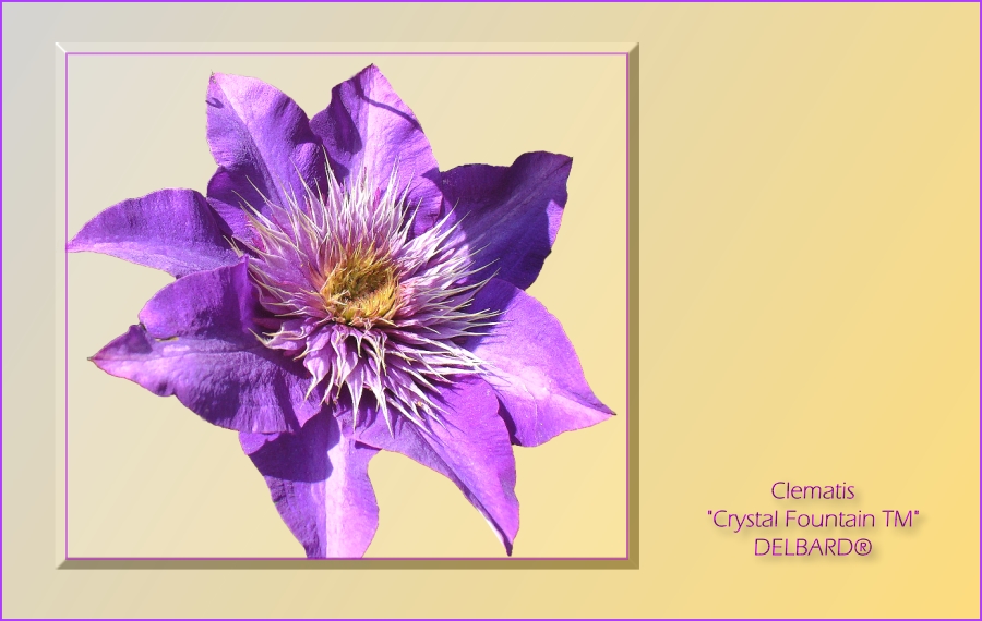 Clematis