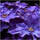 Clematis