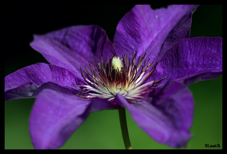 Clematis