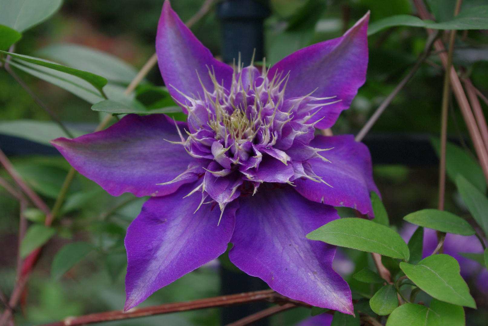 clematis