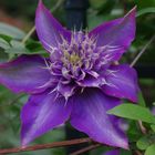 clematis