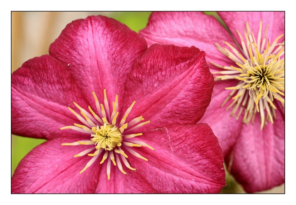 Clematis