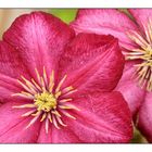 Clematis