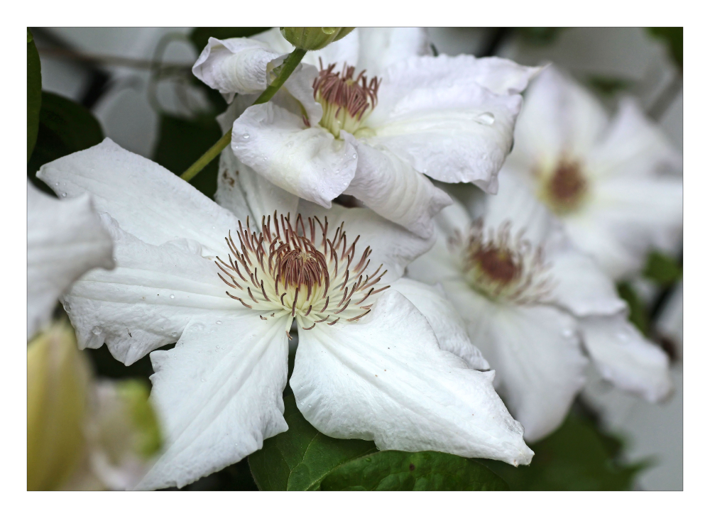 Clematis