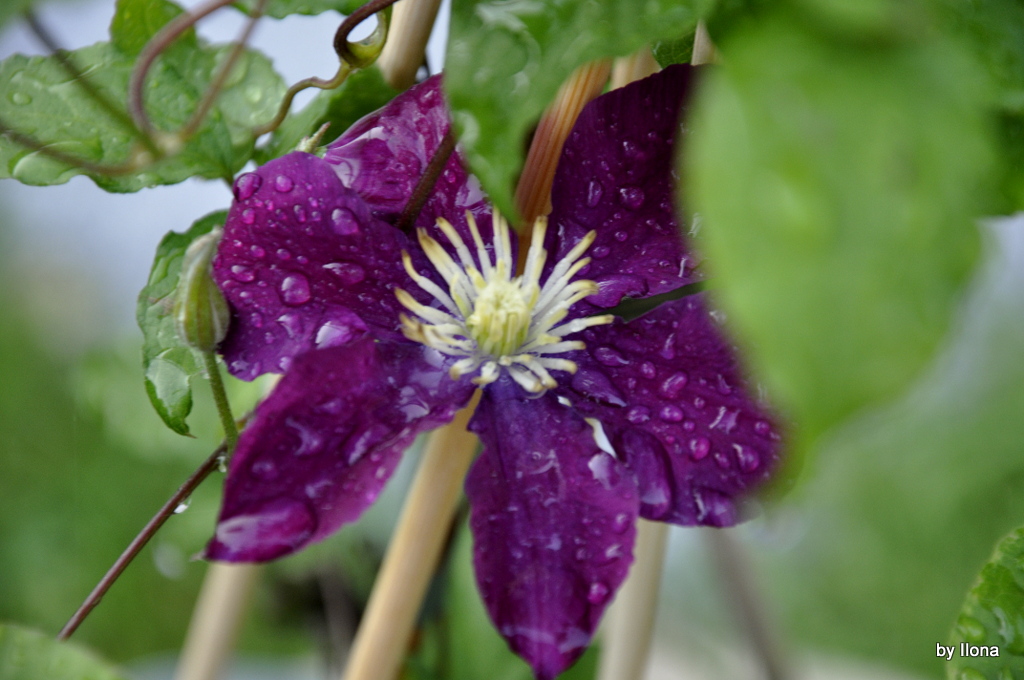 Clematis......