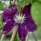 Clematis......