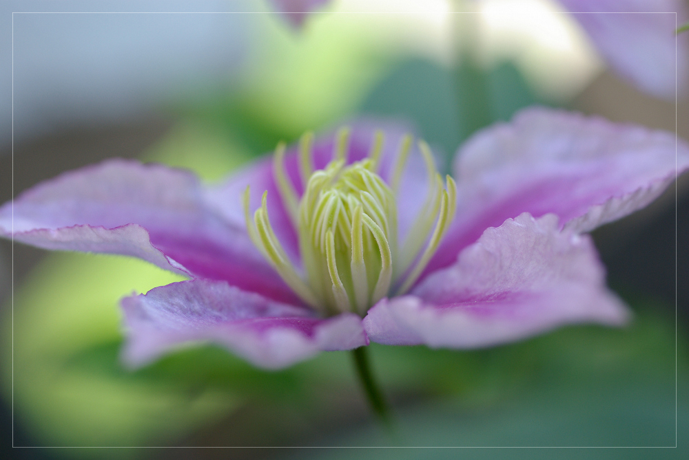 ... clematis ...