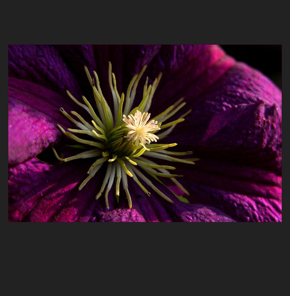 Clematis