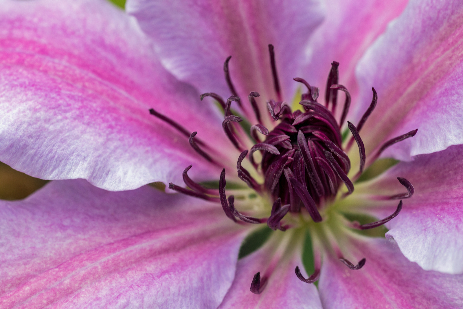 Clematis