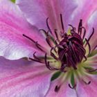 Clematis