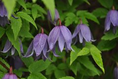 Clematis