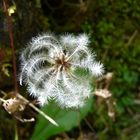 Clematis