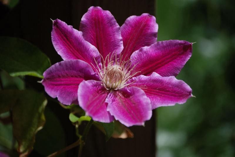 Clematis