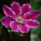 Clematis