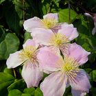 Clematis