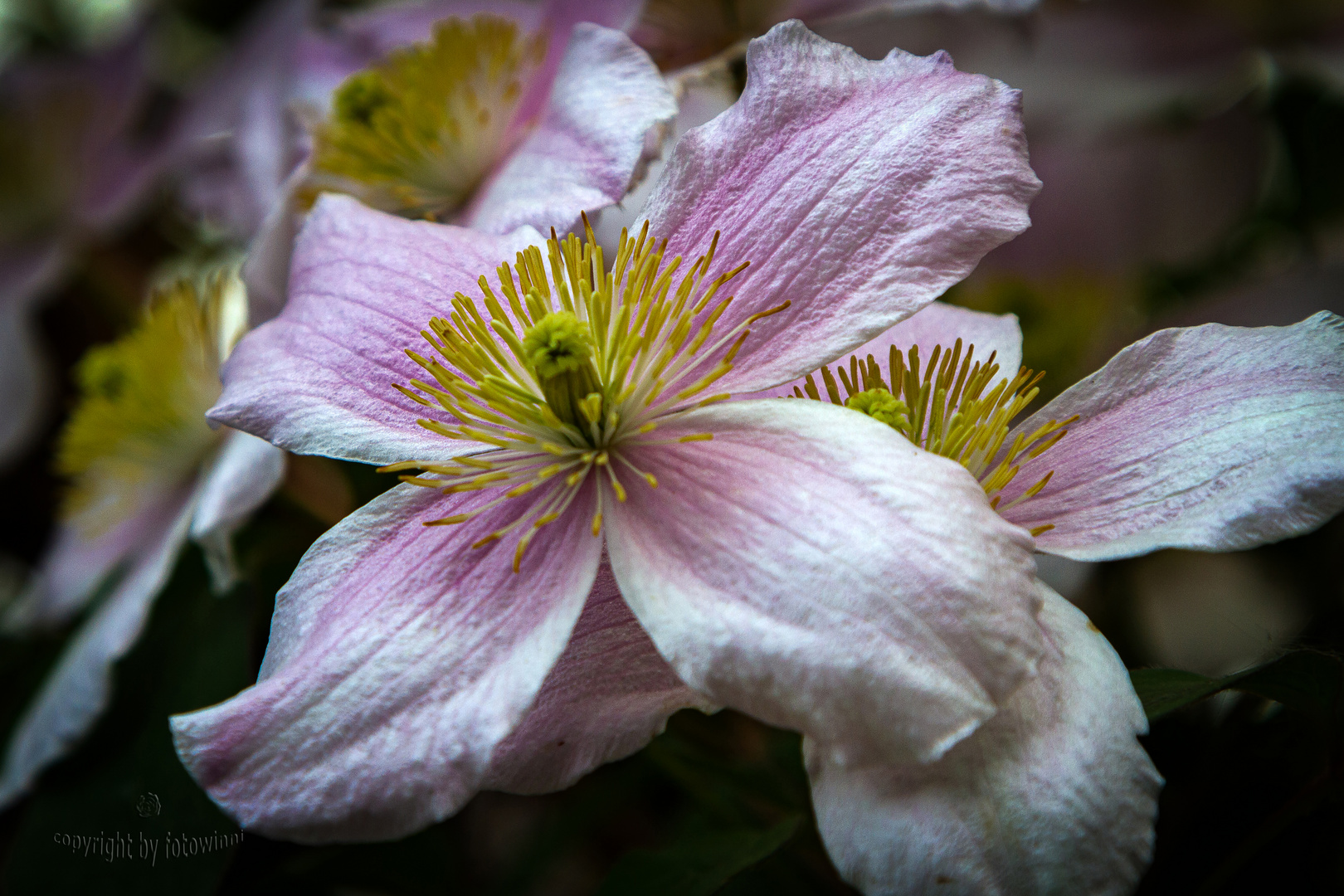 Clematis