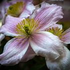 Clematis