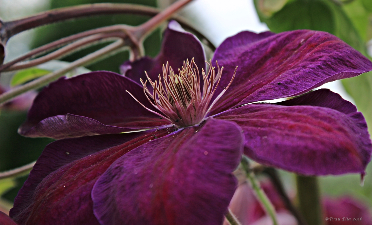 Clematis