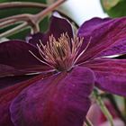 Clematis