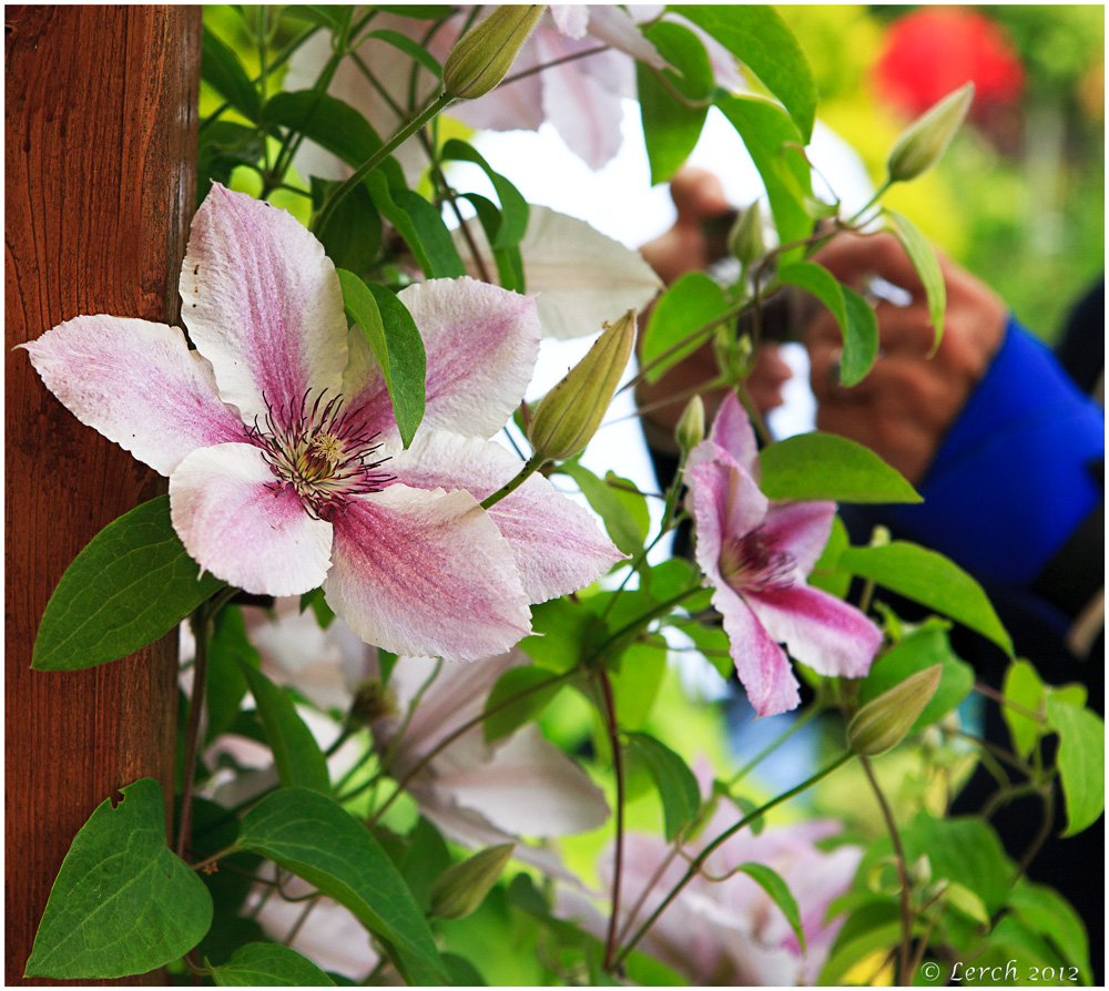 Clematis