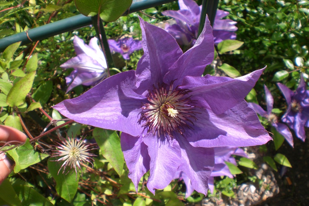 ...Clematis...