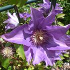 ...Clematis...