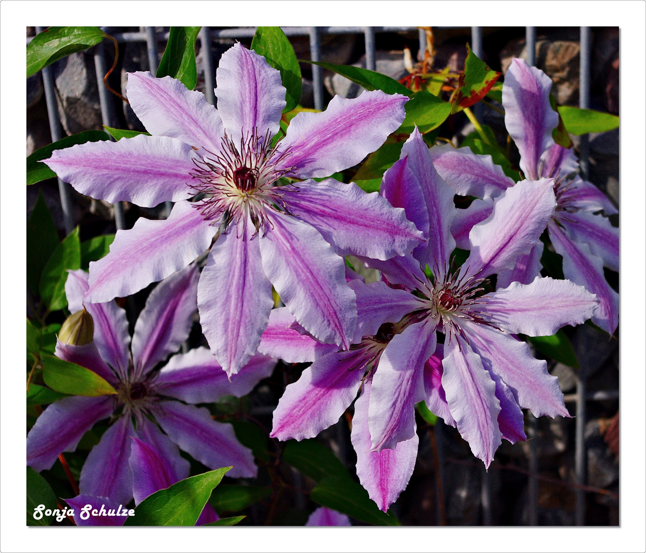 Clematis