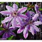 Clematis