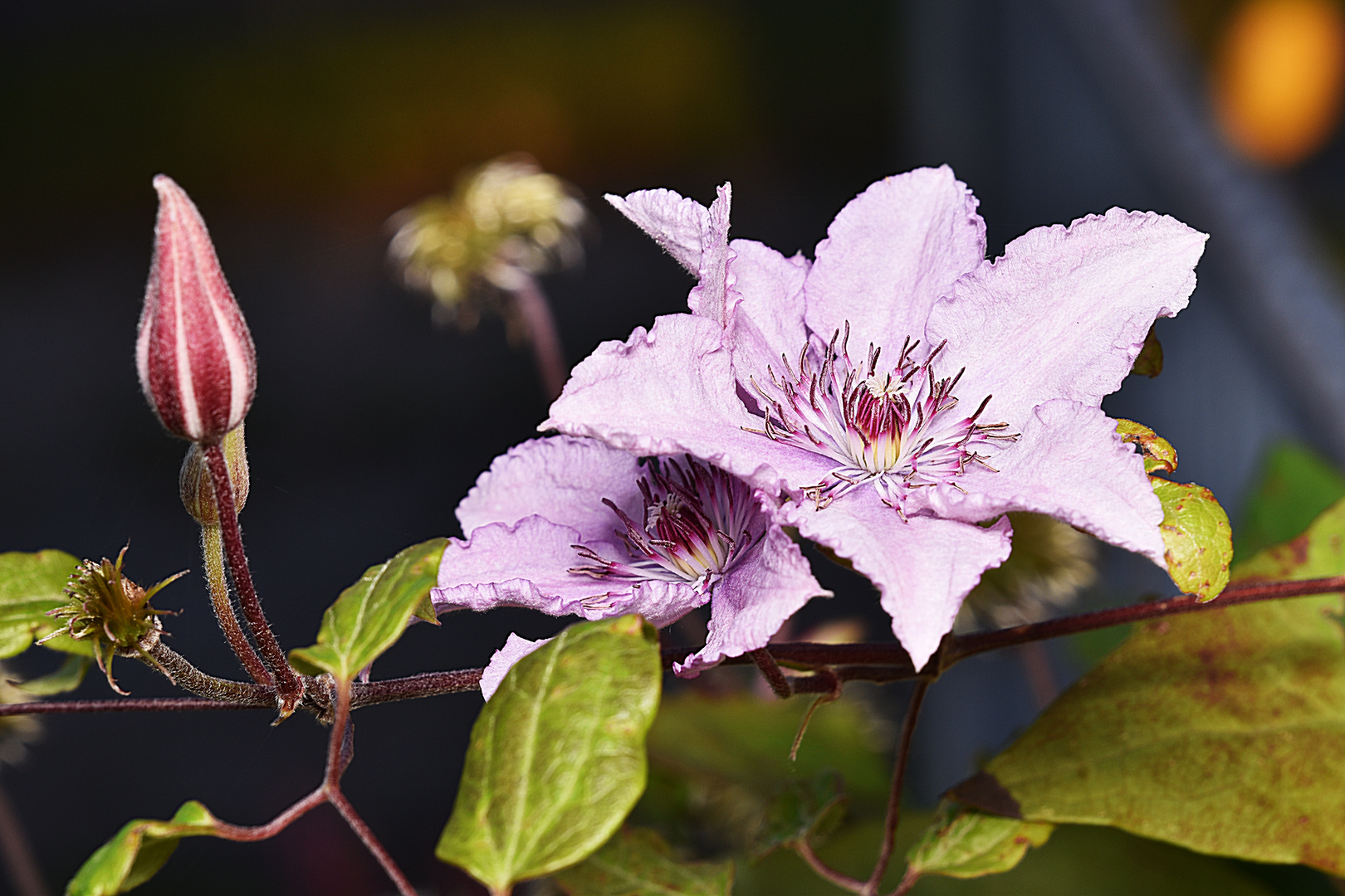 Clematis