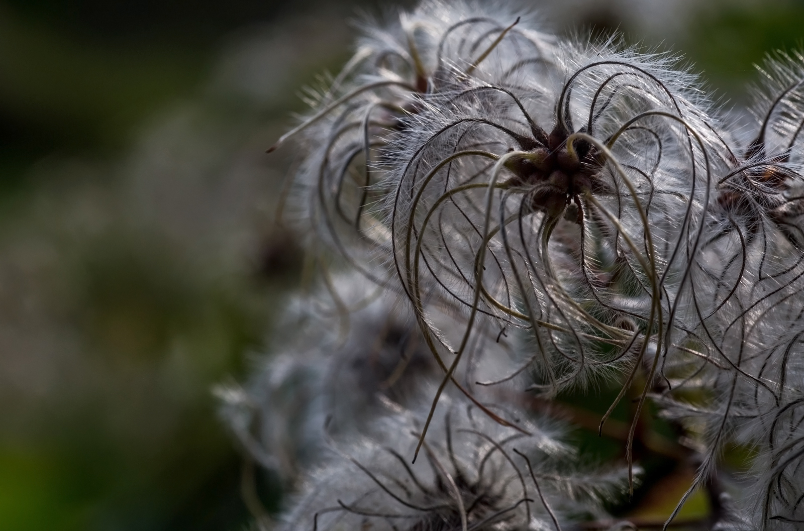 Clematis