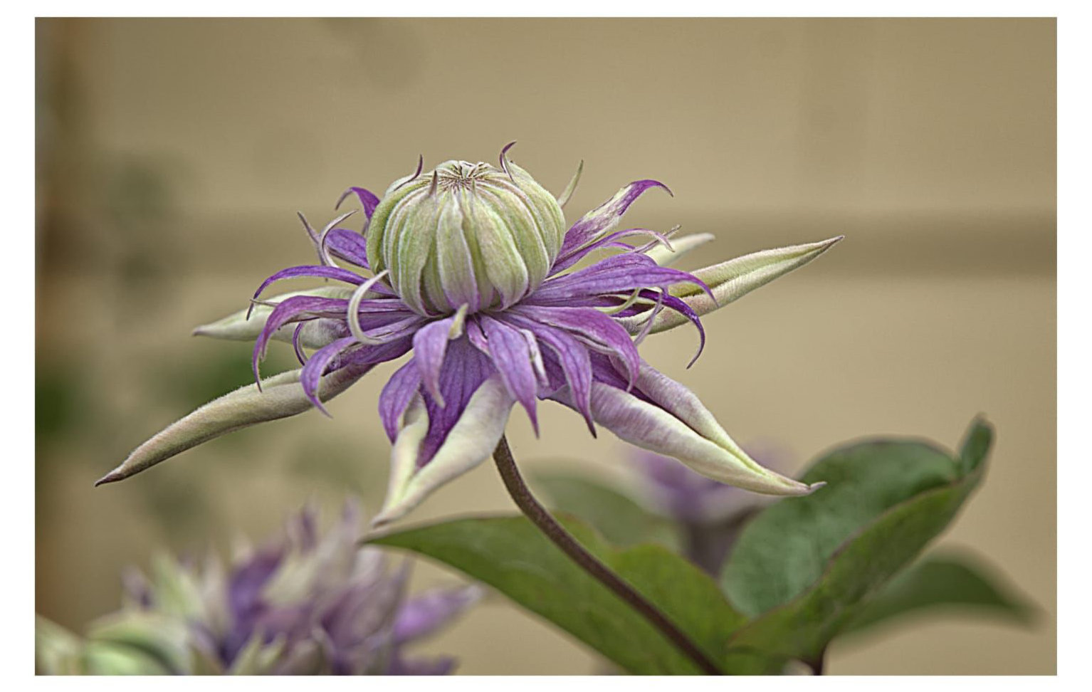 Clematis