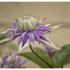 Clematis