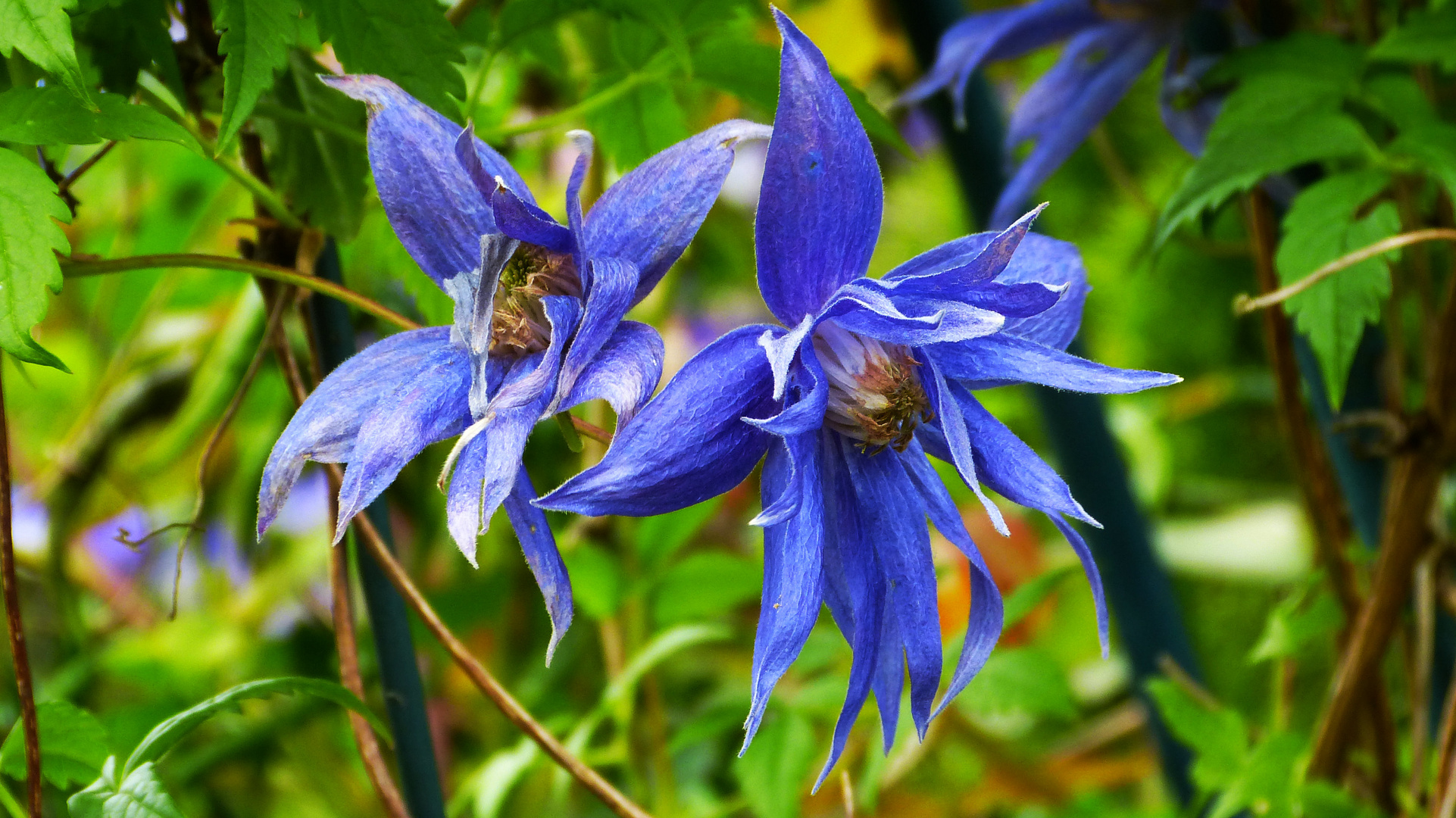 Clematis  