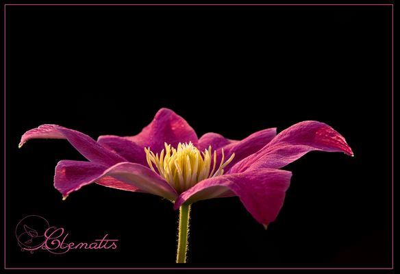 Clematis 