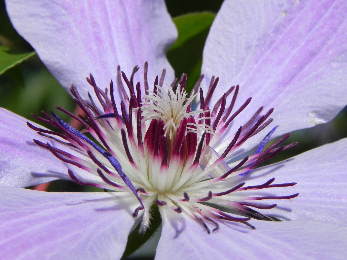 Clematis