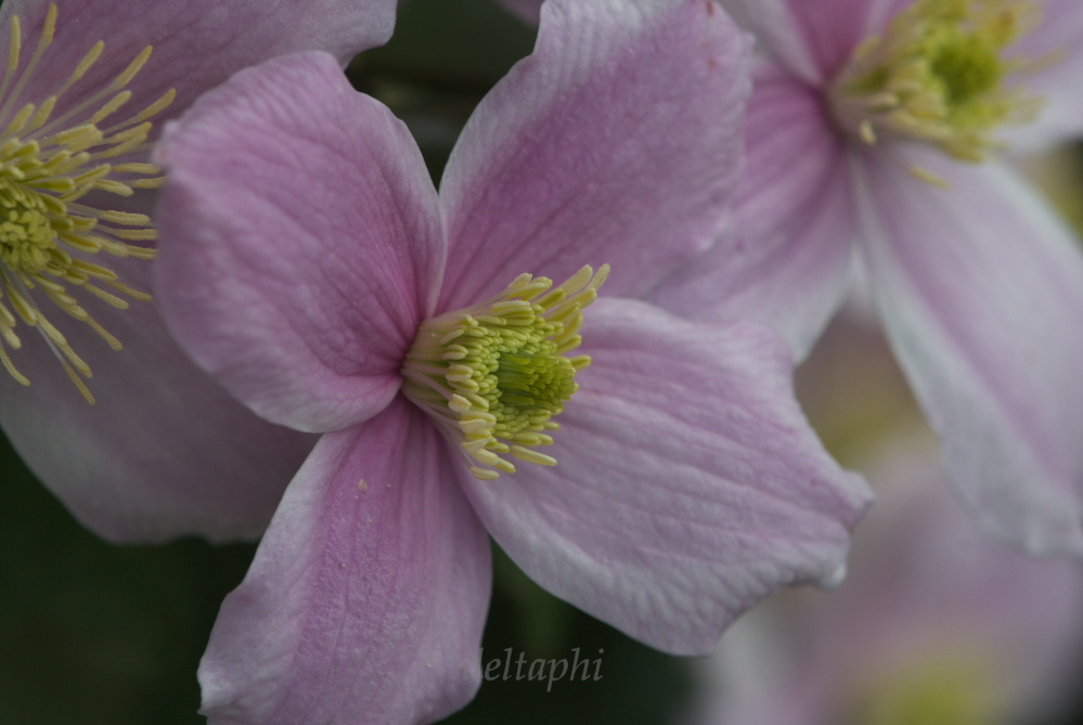 Clematis