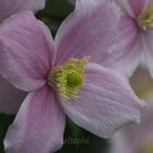 Clematis