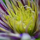 Clematis