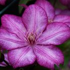 Clematis