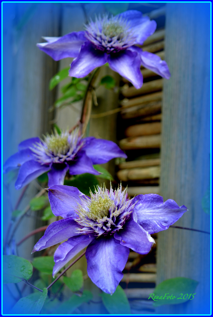 Clematis