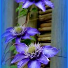 Clematis