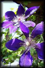 CLEMATIS