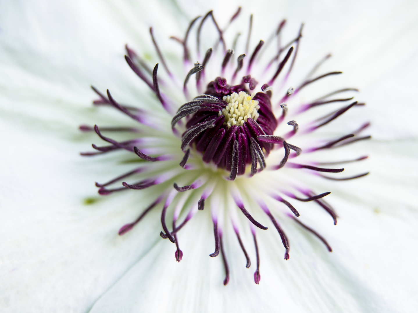 Clematis