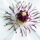 Clematis