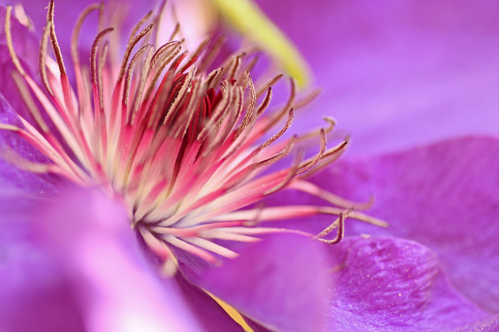 Clematis